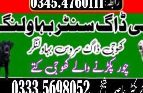 Punjab House | Khoji Dog Center Mianwali