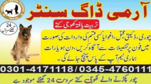 Punjab House | Khoji Dog Center Mianwali