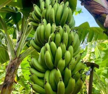 Mto wa Mbu Other | KijijiShamba Kartel