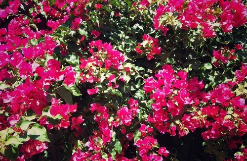 Maroubra House | King Single Room with Sea Views in Vegetarian Home