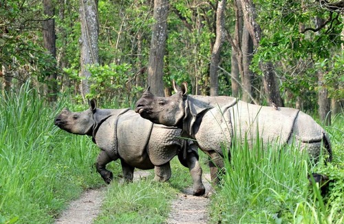 Sauraha Other | Kingfisher Jungle Trekking Tour