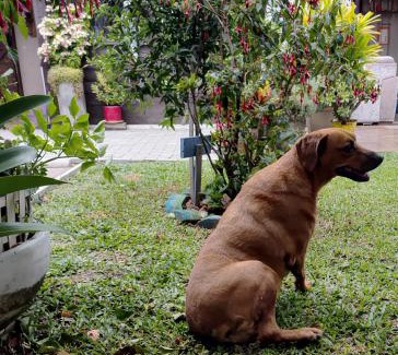 Tramandai House | Kitnet da Elô