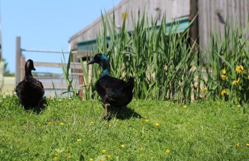 Corscombe Other | Knapp Farm Glamping Lodge 1