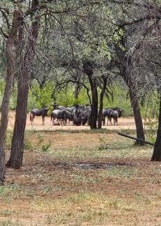 Ghanzi Resort | Kukama Bush Camp