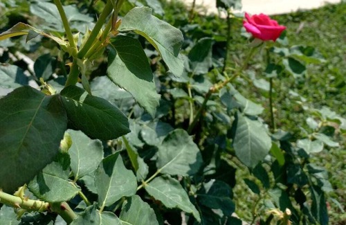 Kusadasi Other | Kusadasi Farm House