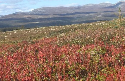 Idre Hotel | Lövåsgårdens Fjällhotell