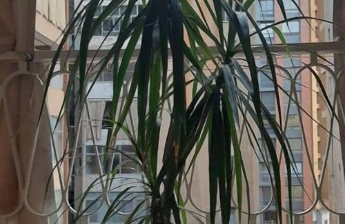 Beirut Apartment | L'appartement Spacieux de 1 BR de Silvia - 24 h D'électricité