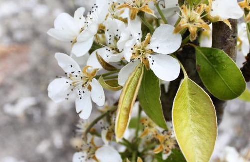 La Tremblade Bed & Breakfast | L’Ostréale