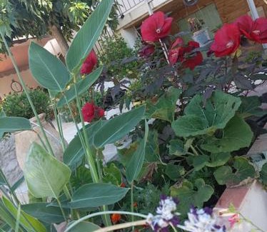 Saint-Cyr-sur-Mer Apartment | L'Oustaou Dorey