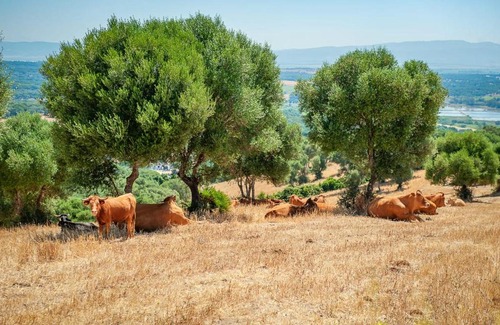 Vejer de la Frontera Bed & Breakfast | La Casa del Torero