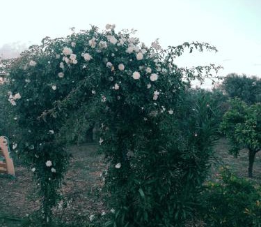Giba House | La Casa Delle Rose 2