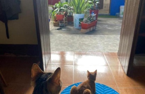 Lamas Bed & Breakfast | La Casa Jaguar