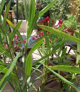 Oneglia Bed & Breakfast | La casetta di Giuci