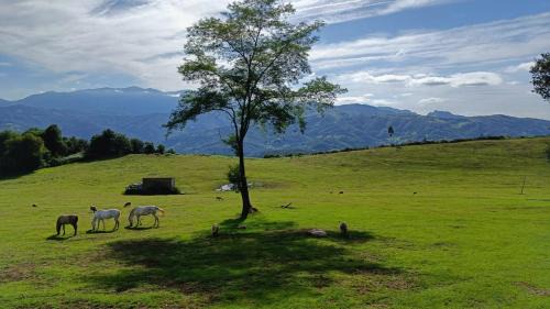 Mieres House | La Casina de Asturias