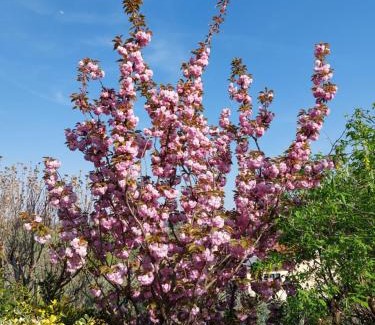 Zugliano Bed & Breakfast | La Collina delle Acacie