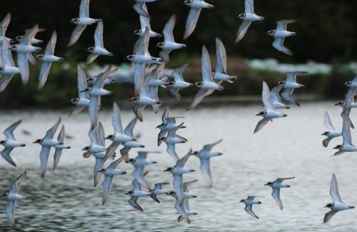 Manzanillo House | La Ensenada Lodge