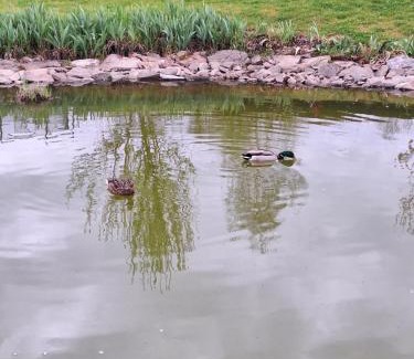Menat Bed & Breakfast | La grenouille amoureuse