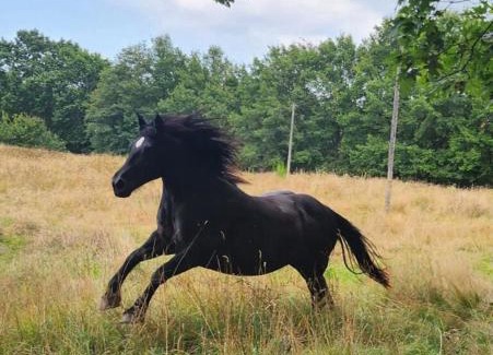 Saint-Leonard-de-Noblat Bed & Breakfast | La Longère du cheval noir chambre d'hôtes référence et table d'hôtes, en pleine nature, proche d'une cité médièvale, parking couvert securisé