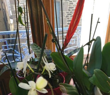 Saint-Flour Bed & Breakfast | La Maison d'Adelaïde