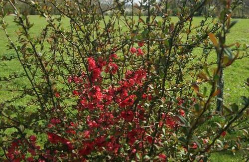 Bruailles Bed & Breakfast | La mare aux grenouilles