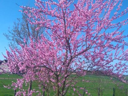 Bruailles Bed & Breakfast | La mare aux grenouilles