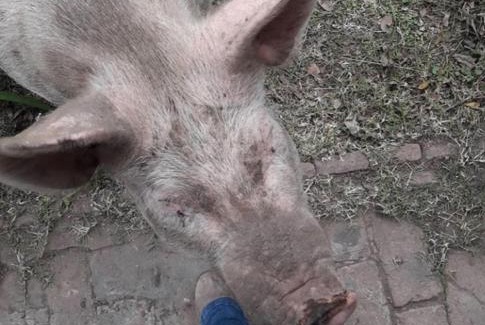 Partido de Chascomus House | La Rosadita Casa de Campo