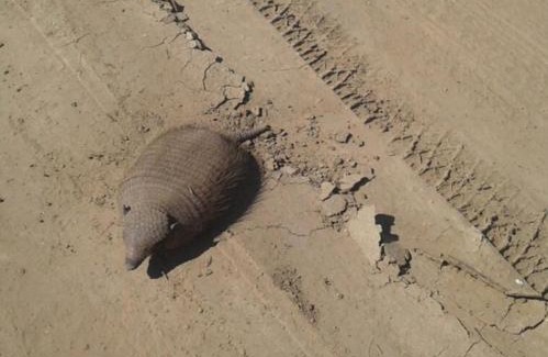 Partido de Chascomus House | La Rosadita Casa de Campo