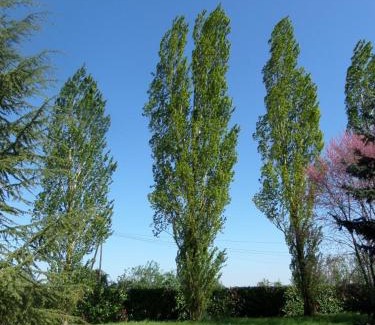 Romagne Bed & Breakfast | La Roseraie