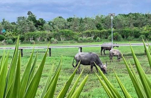 Buriram House | Laid back at Jam fishing park Buriram