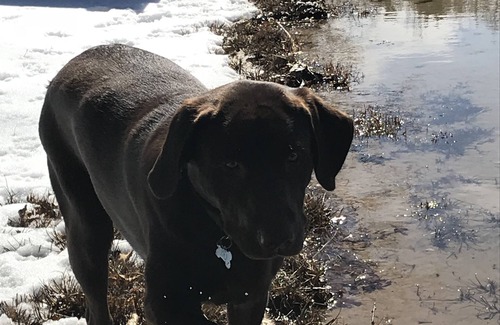 Hale Cabin | Lake Front cabin on ORV trail head! 5 mins from AuSable River pets welcome!