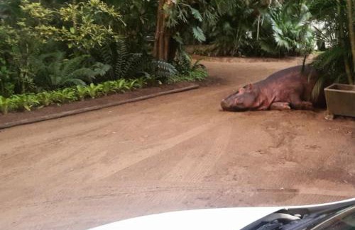 St. Lucia House | Lake St Lucia Lodge