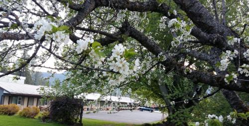 Christina Lake Hotel | Lakeview Motel