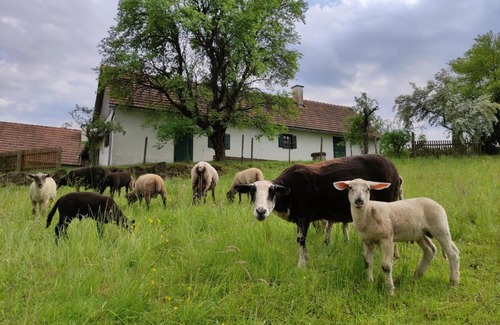 Kapfenstein House | Lamplberg