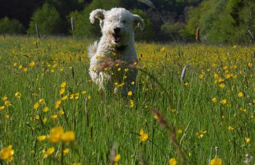 Utzerath House | Landgut Pfauenhof - Landleben genießen auf dem Bio-Reiterhof in der Vulkaneifel