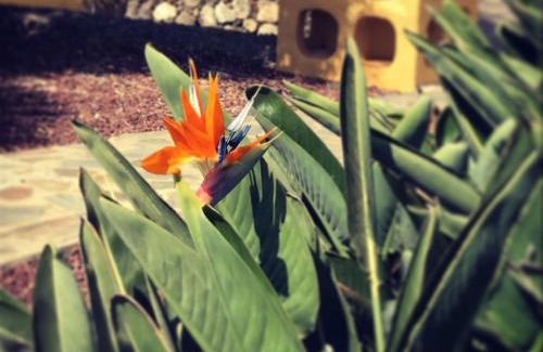 Granadilla de Abona Villa | Large Heated Pool, Hot Tub, Bar, Games Room, Gym, 2 Caves, New Outdoor Kitchen
