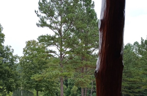 Lawrence County Cabin | Large Private Luxury Log Cabin w/ jacuzzi, game room, private lake on 100 acres