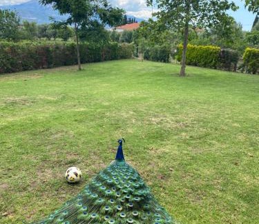Nafpaktos House | Lavender farm house