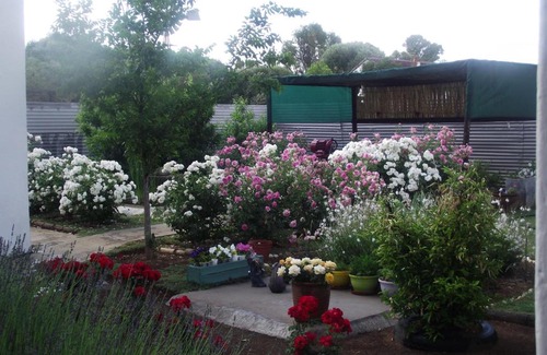 Bethulie Bed & Breakfast | Lavender Rose