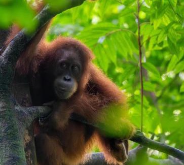 Bukit Lawang Hotel | Lawang Inn Restaurant & Jungle Trek