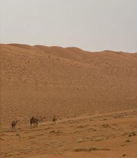 Bidiya Other | layali camp