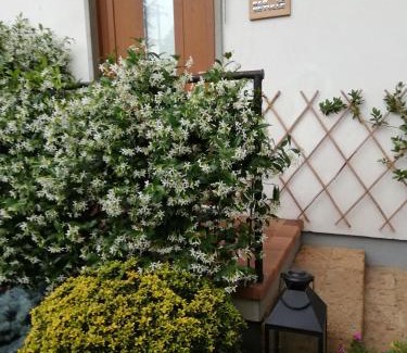 Zanica Bed & Breakfast | Le Betulle