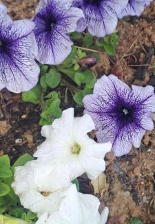Saint-Pierre-de-Vassols Bed & Breakfast | Le Bonheur à Ventoux