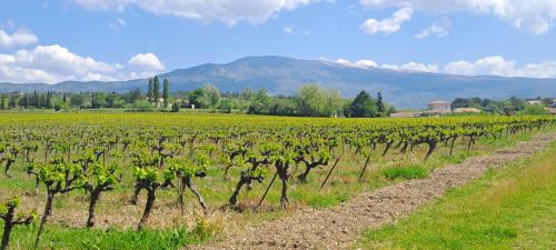 Saint-Pierre-de-Vassols Bed & Breakfast | Le Bonheur à Ventoux