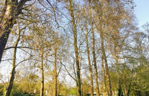 Bourg-Charente Bed & Breakfast | Le Domaine Des Platanes
