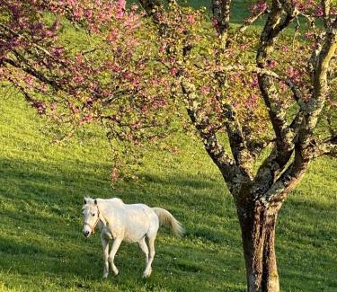 Badefols-sur-Dordogne Bed & Breakfast | Le Sizel