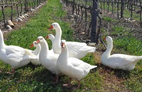 Tulbagh Ski Chalet | Lemberg Wine Estate