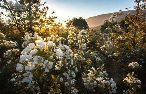 Barrydale Bed & Breakfast | Lentelus Farmstay