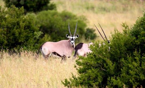 Smithfield Cabin | Letsatsi Game Lodge