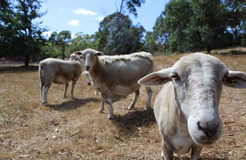 Daylesford Apartment | Libelle - Peaceful, Secluded Luxury with abundant wildlife and seasonal water views, on 3 private acres IN Daylesford