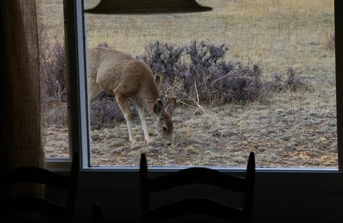 Estes Park Cabin | Light-Filled Cabin, Steps Away from Rocky Mtn Natl Park Entrance *Year Round*